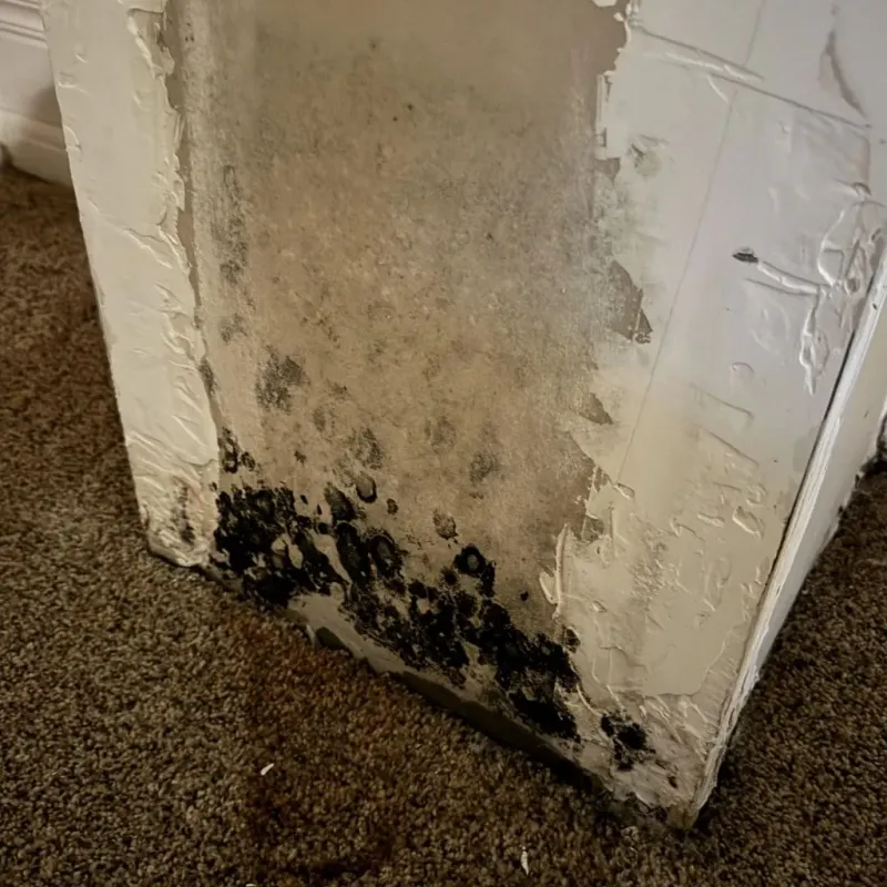 Professional Mold Removal in Brea, CA